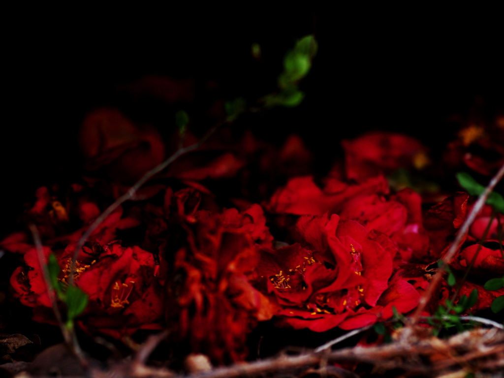 紅い花