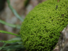 こけ