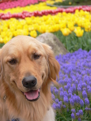 犬と花