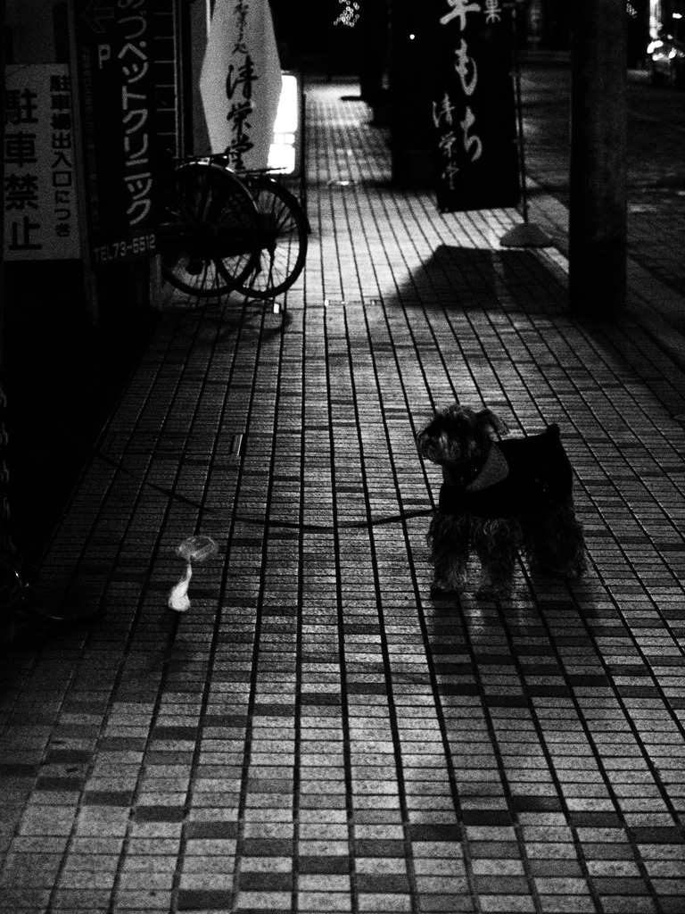 夜散歩⑤