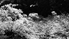 桜の谷