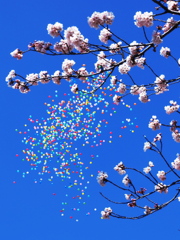風船と桜と青空