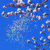 風船と桜と青空