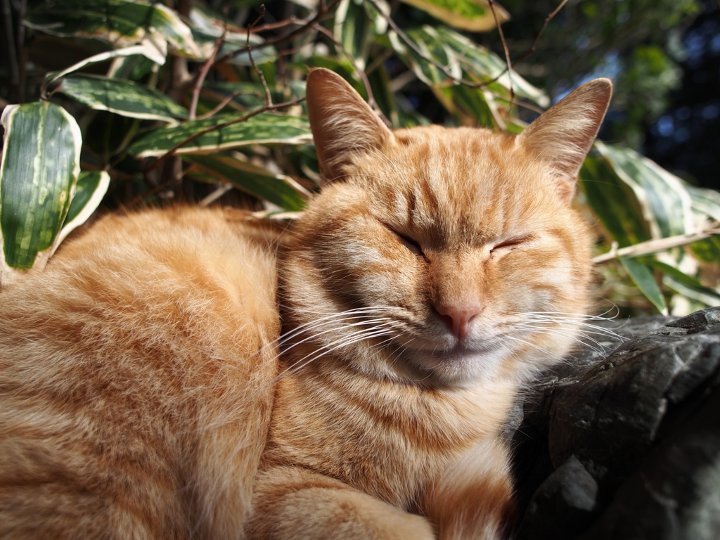 ねこ