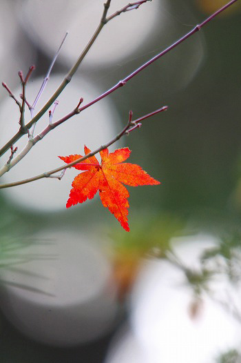 　一葉の紅葉