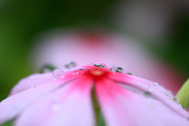 花と水玉