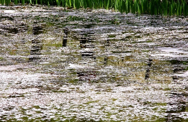 湖面に散る春