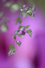 花雫
