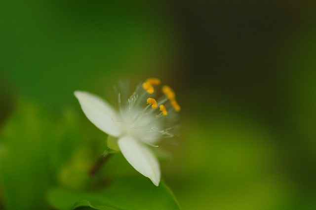 路傍の花