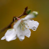 雨雫