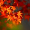 かがやく紅葉