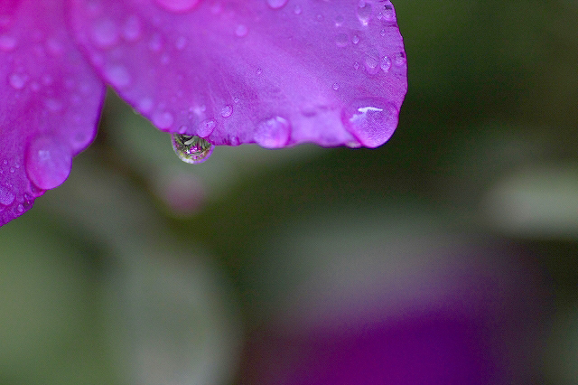 雨上がり