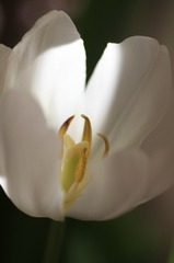 春の日差し