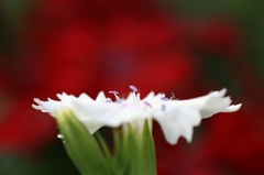 花芯