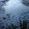 散花夕景　1