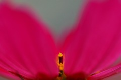 花芯　C