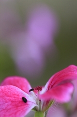 華やかに
