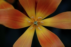 花芯