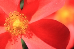 花芯　(2)
