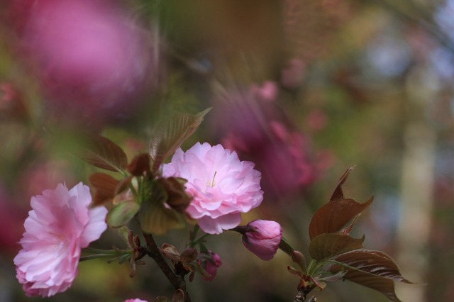 春の瞬き1