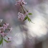 春の瞬き3