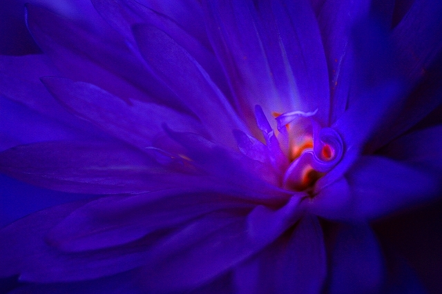 花芯　(3)