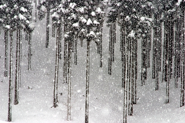 ぼたん雪