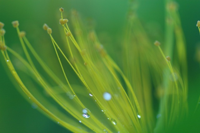 花雫　　5