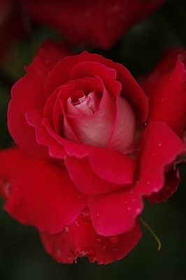 薔薇の回廊　12