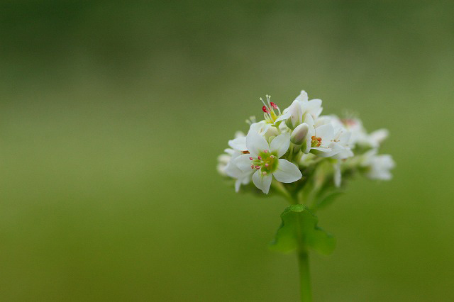 蕎麦の花