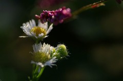 朝露ひかる