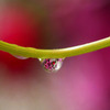 秋桜の宴