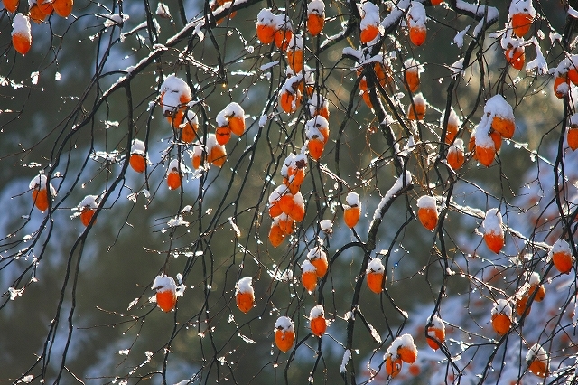 雪帽子