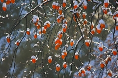 雪帽子