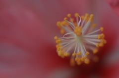 花芯