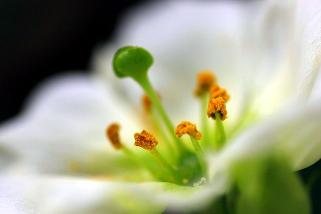 花芯