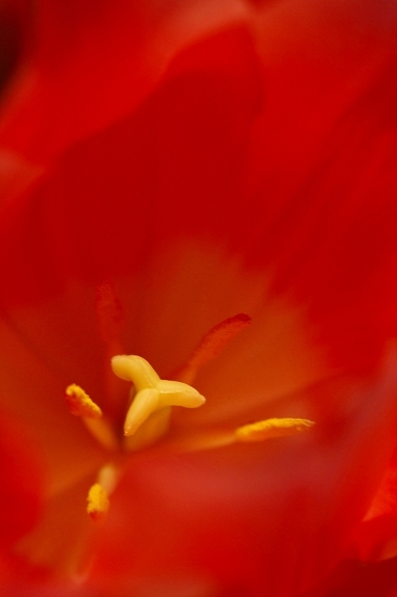 花の精