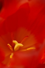 花の精