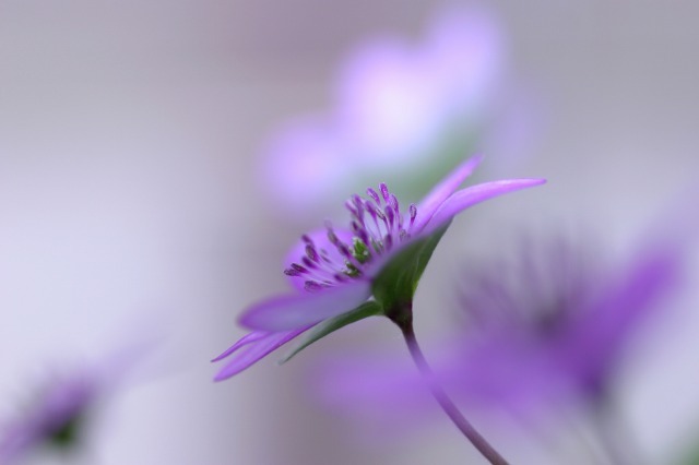 春のワルツ