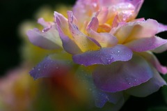 花びら舞う