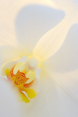 花芯　(5)
