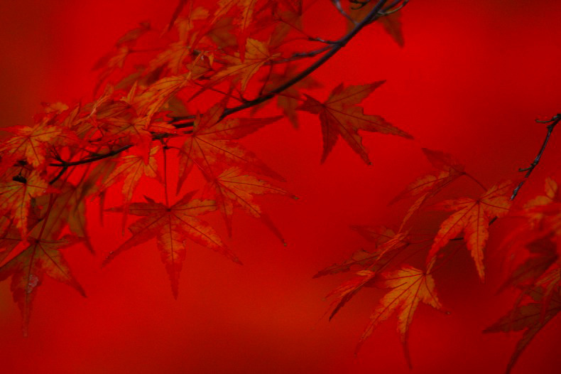 紅の秋