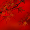 紅の秋
