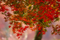 秋彩色