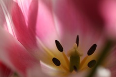 花芯　(7)