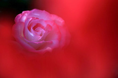 薔薇の回廊　1