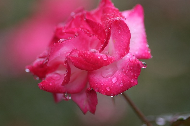 　雨に咲く花