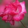 　雨に咲く花