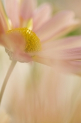 花ぐもり