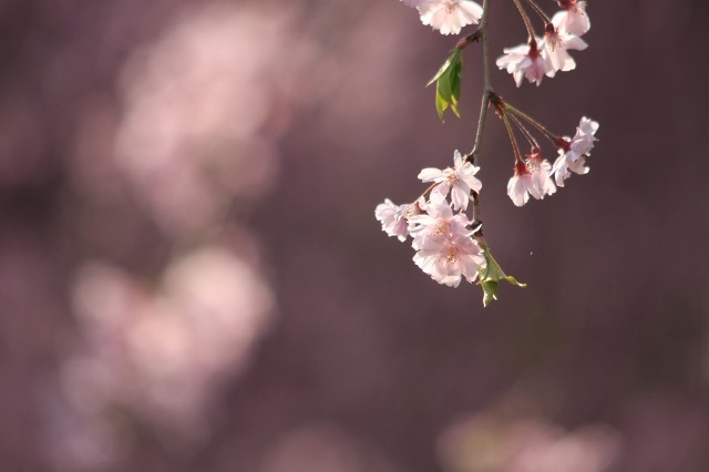 春の瞬き6